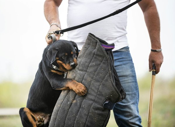 Jeux gratuits vs Adware : comment éviter les publicitiels ?